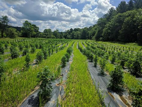 Industrial hemp farms - Many US farms have taken advantage of the high demand for CBD by devoting thousands of acres to hemp cultivation. A recent study conducted by Hemp Crop Report found that US hemp cultivation was only about 23,300 acres in 2017, but that number expanded to 77,000 acres in 2018. Many farmers say hemp cultivation is far more profitable than other ...